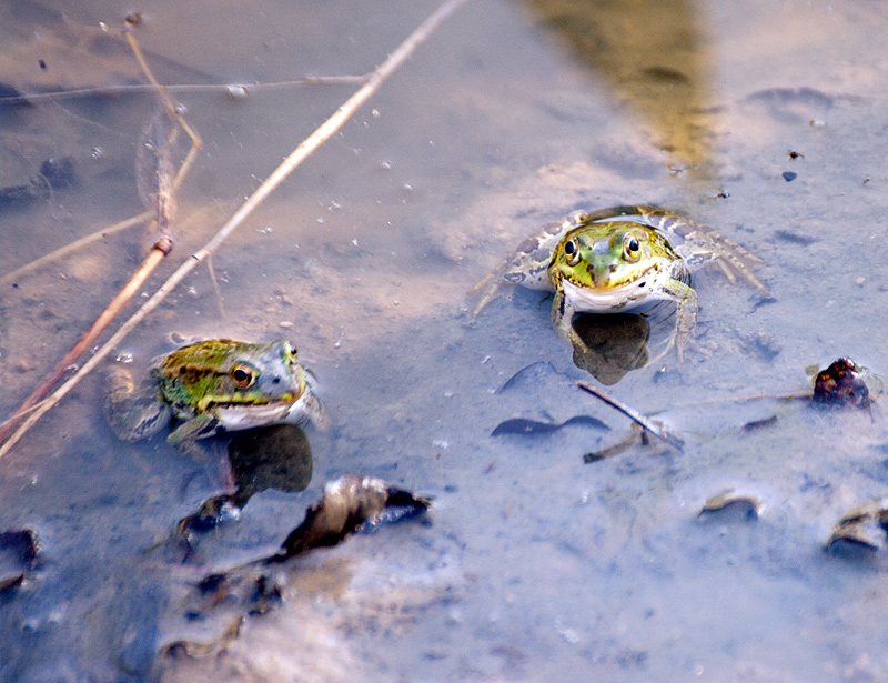 Rane siciliane - Pelophylax sp.